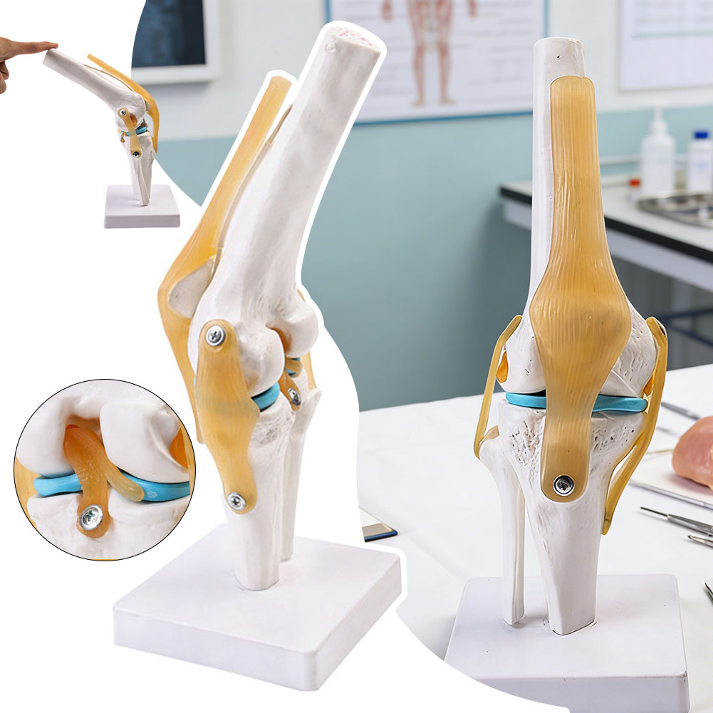 Modello anatomico medico-dell' - Science Hobbyist recensione e prezzo