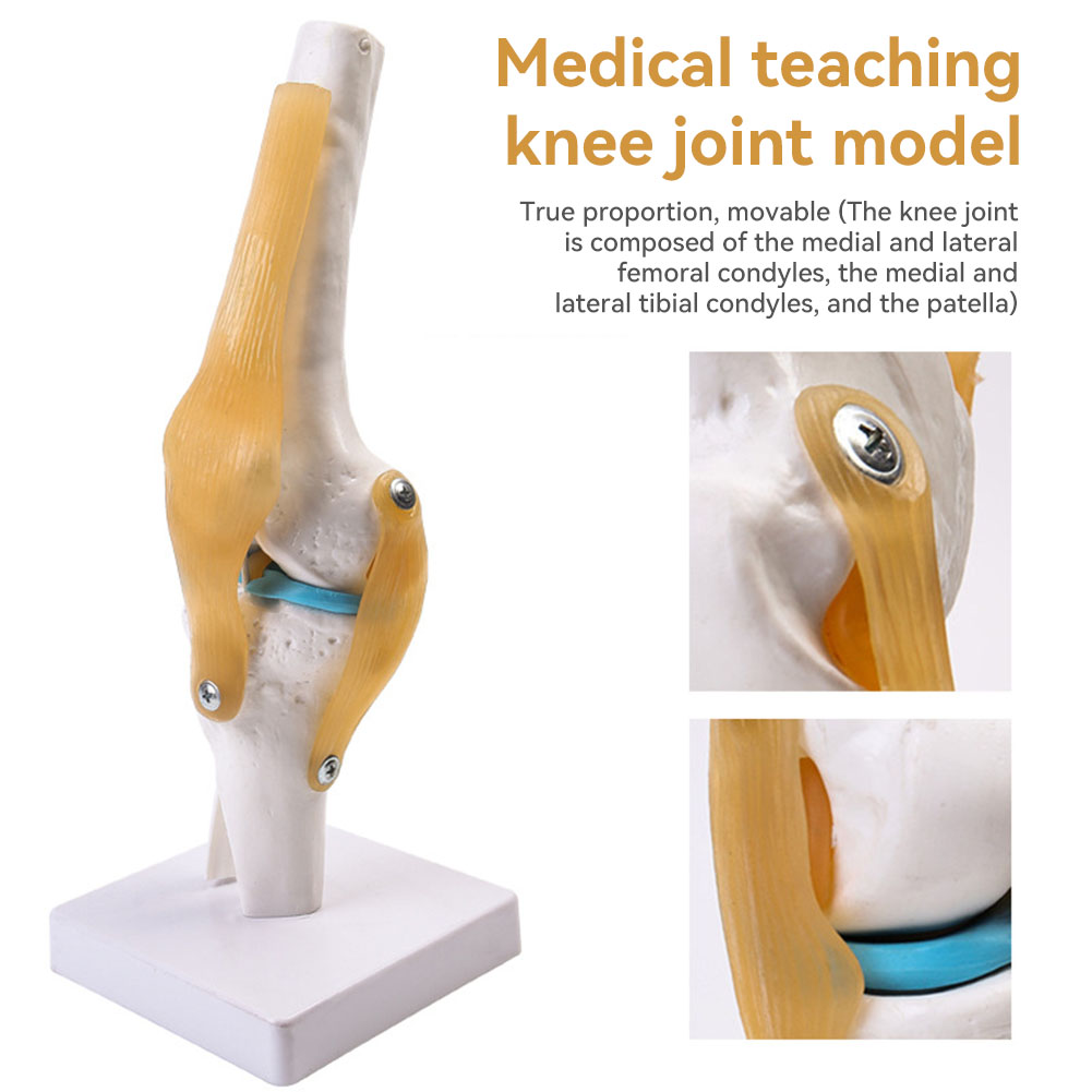 Modello anatomico medico-dell' - Science Hobbyist recensione e prezzo